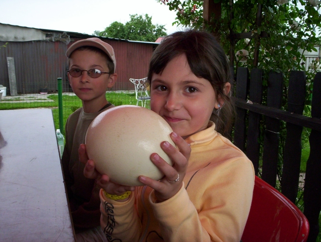 Tak wygl�da jajo strusia